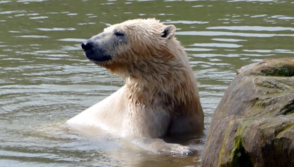 Yorkshire Wildlife Park